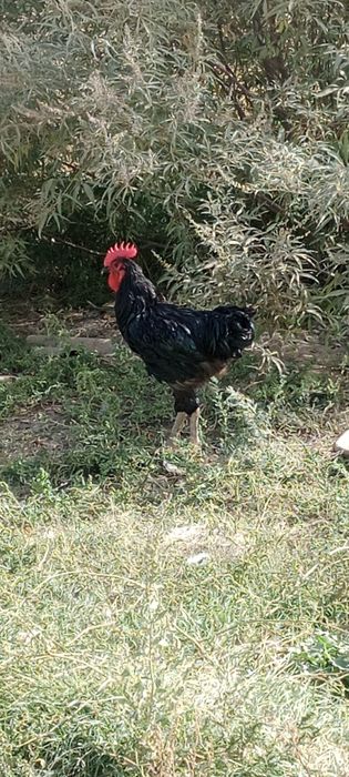 Qorashaxzoda 1 ta tovuq 1 ta xoʻroz