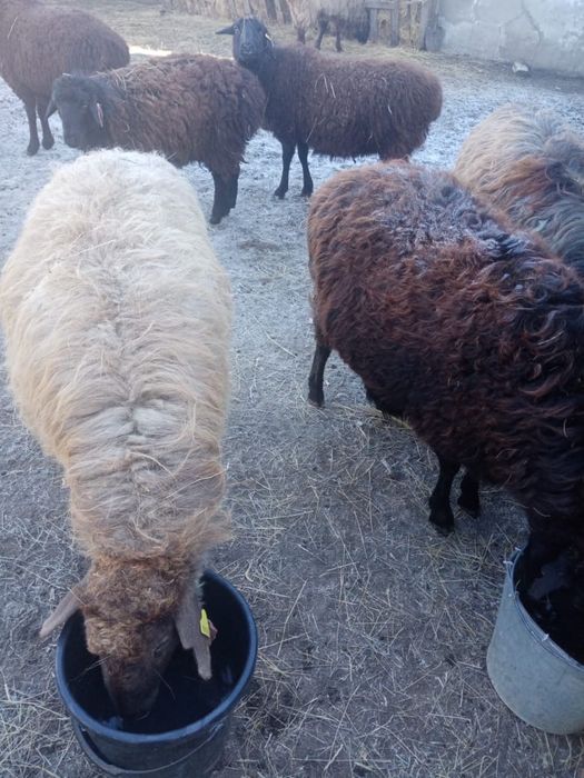 Продам Баранов, марка, овцематки, токта