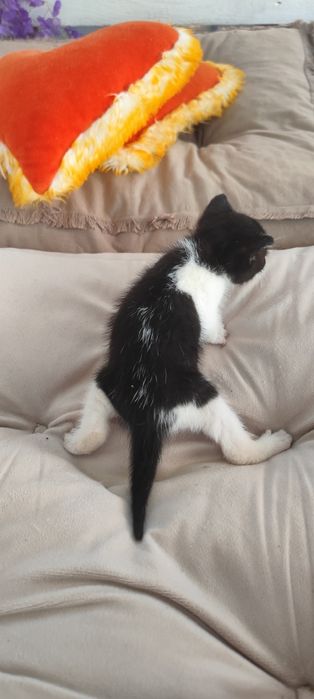 Pisicuți mici adoptie