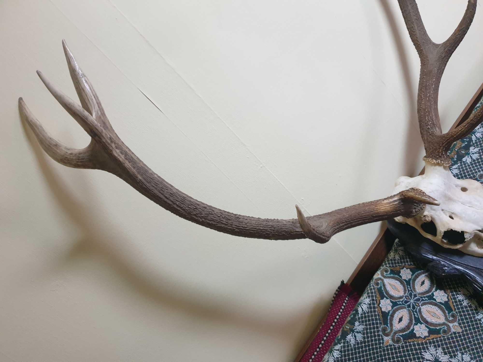 Трофей от голям благороден елен с поставка от дъб–ръчна дърворезба.