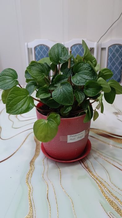 Пеперамия рано верде