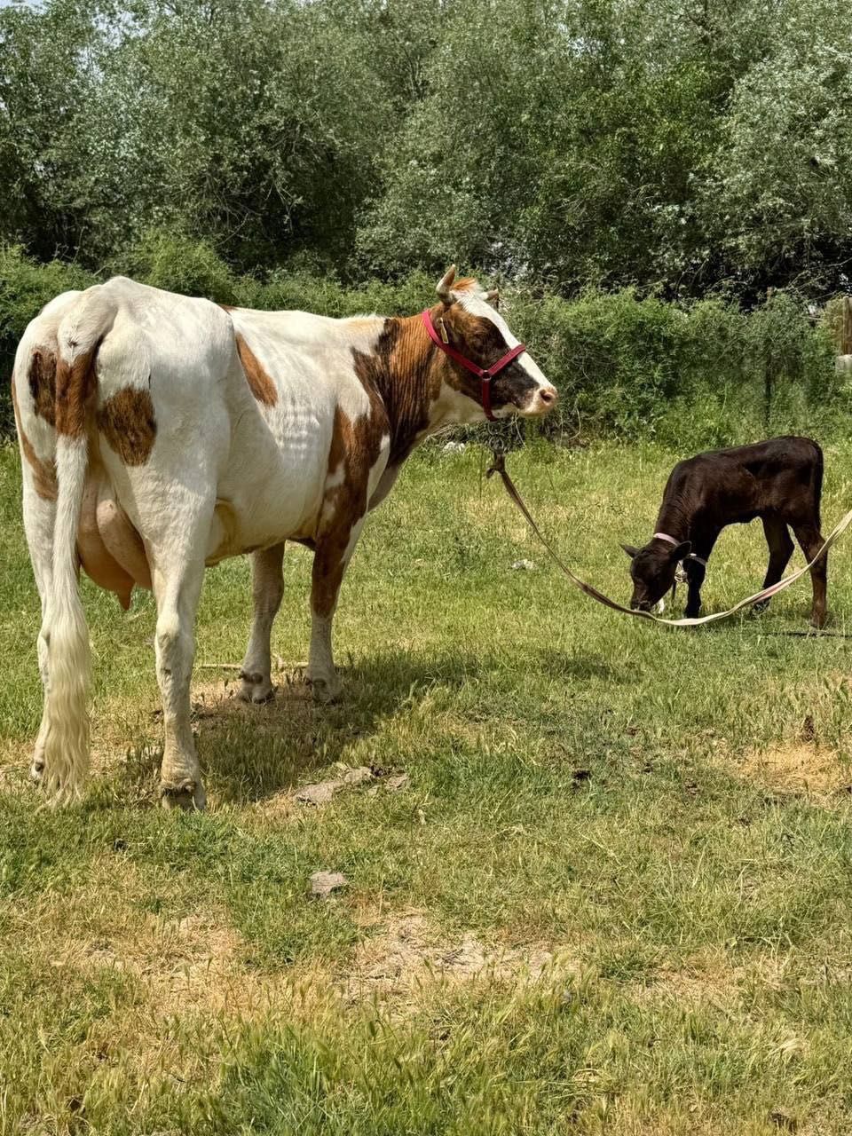Mollar sotiladi ona va bola