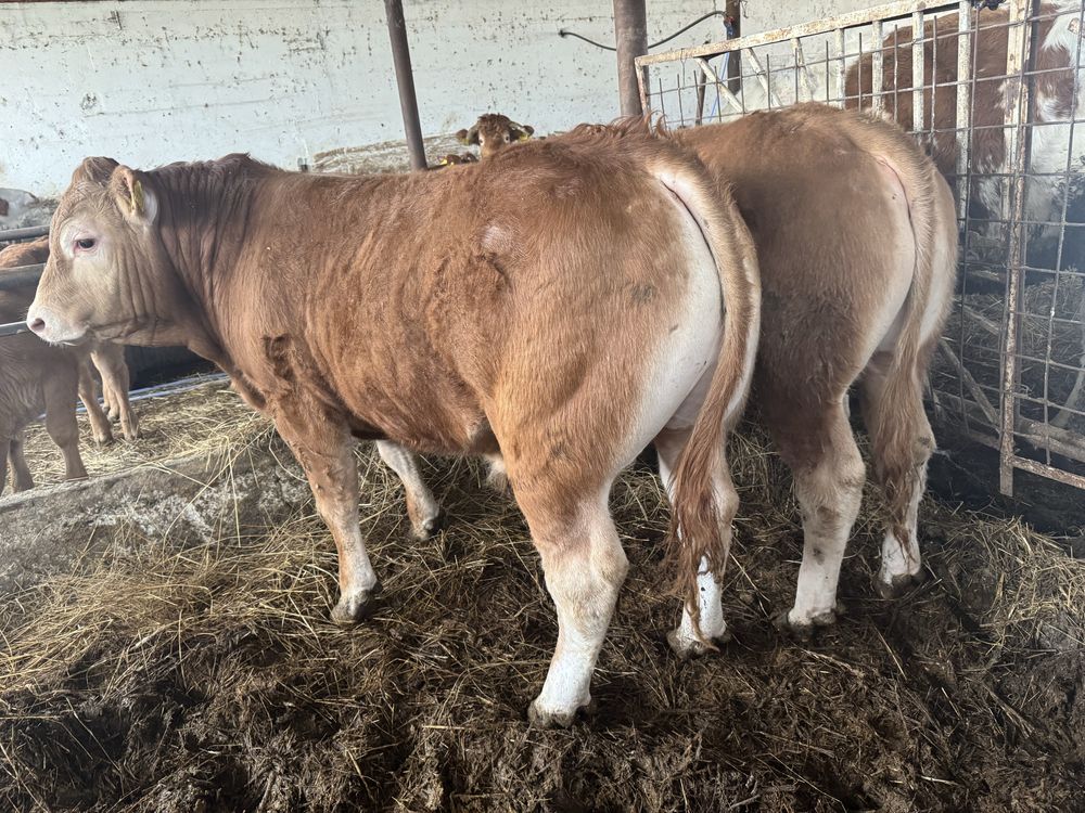 Tauras Limousin /limuzin cu pedigree