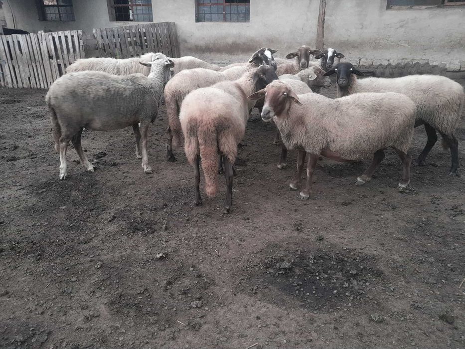 Продавам 10 овце  , всички са бременни