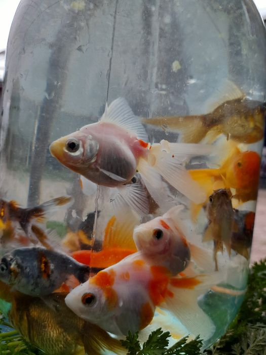 Продаётся Аранда  рыби