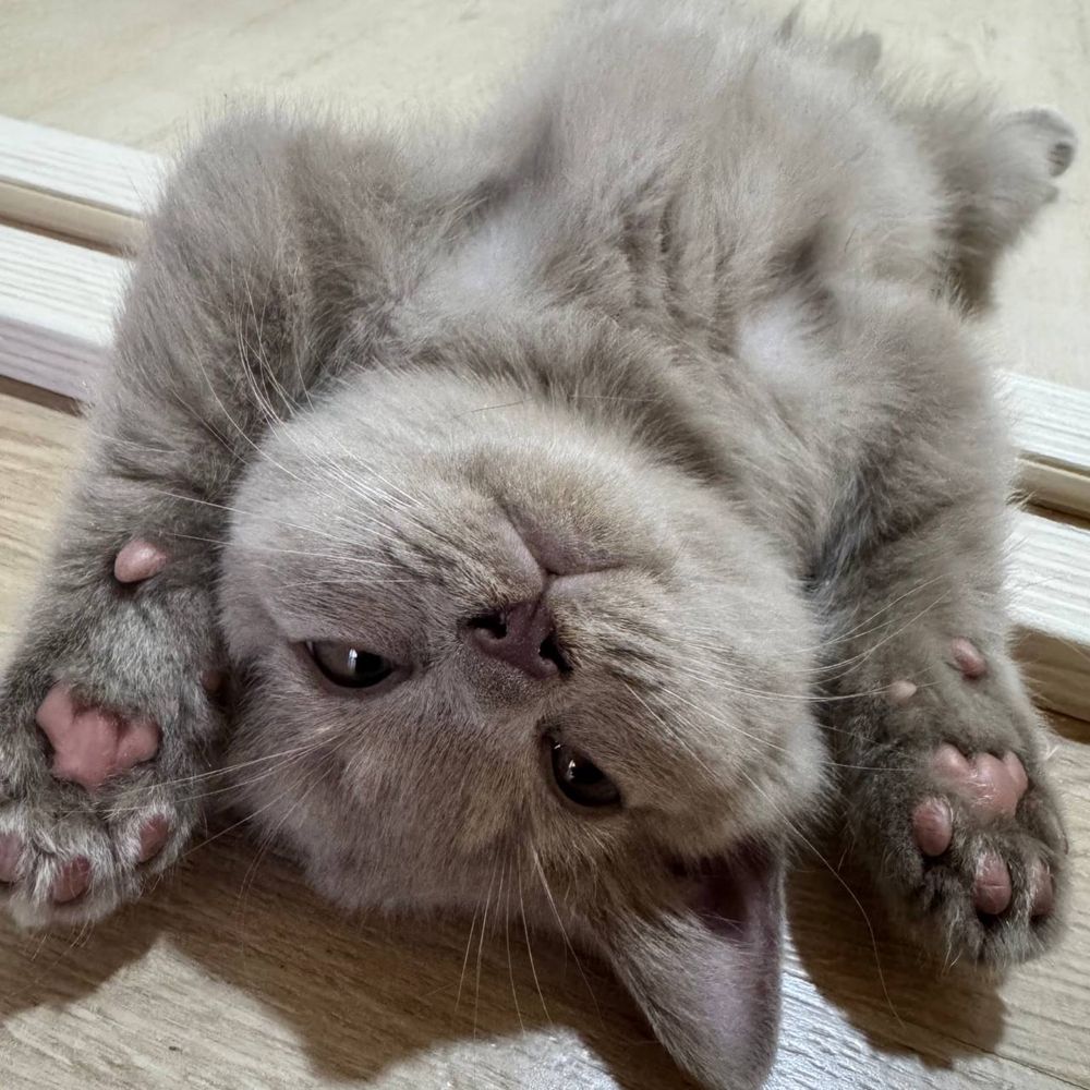 Продаются котята скоттиш страйт