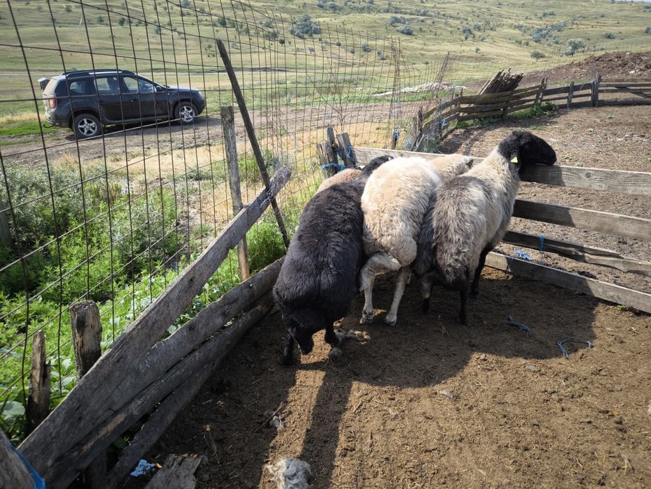 Vând berbeci rasa Karakul cu certificat de origine