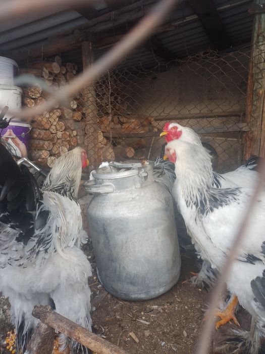 Продам петухов брама