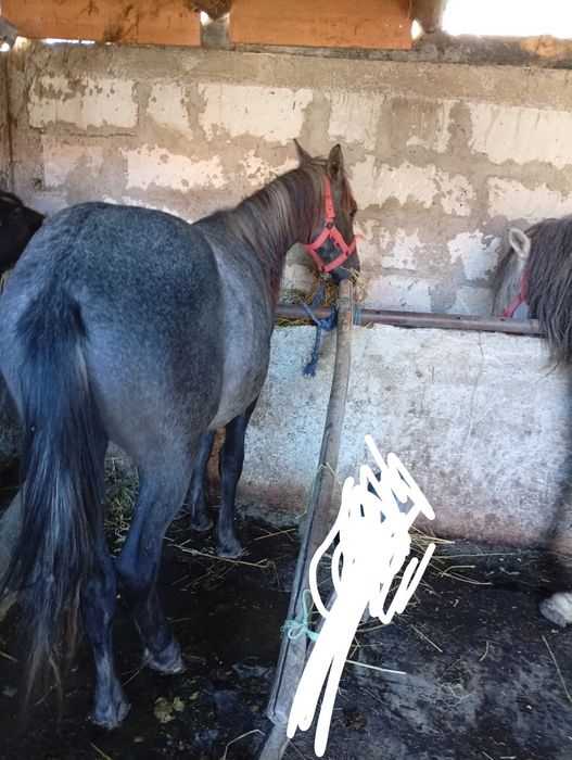 Vând manz vârstă 1 an