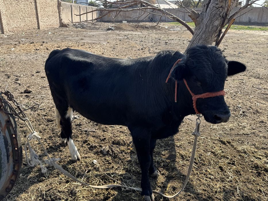 Qora mol ozimizaniki