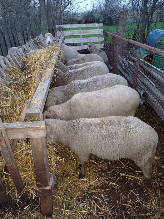 Vând 17 oi ,tinere și grase!