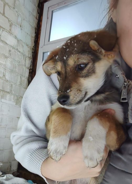 Отдам щенков в добрые руки