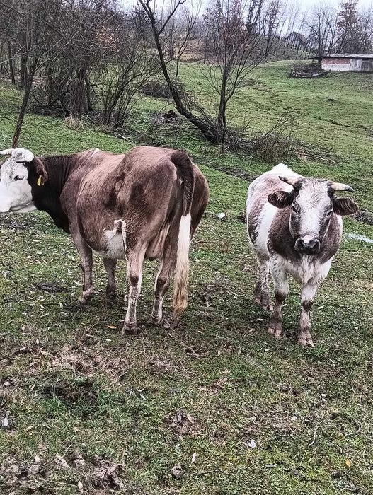 Vand doua vaci belgiene