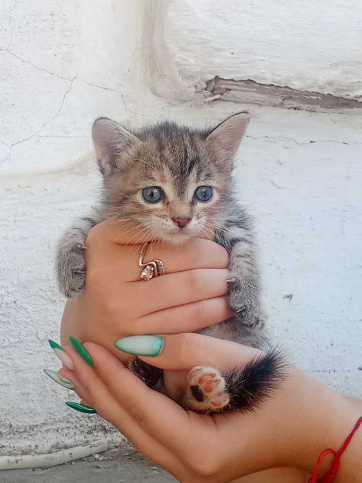 Котята, около 2 месяцев