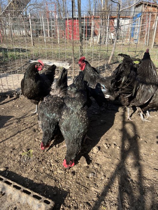 Ofer spre vanzare din tineret de anul trecut .