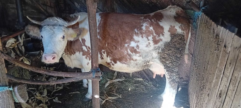 Vacă de vânzare sau schimb