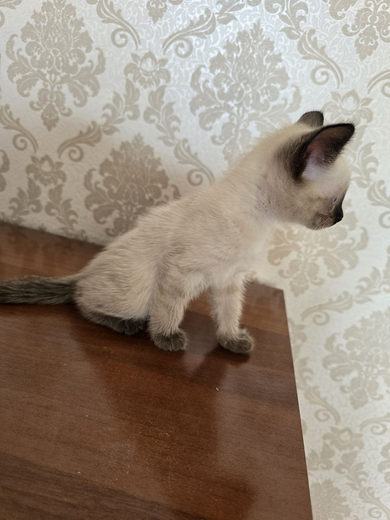 Продажа котят тайской кошки – 1 месяц