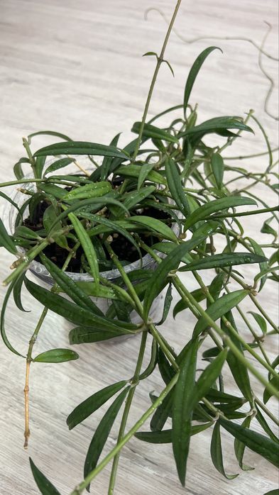 Хойя пауцифлора Hoya pauciflora