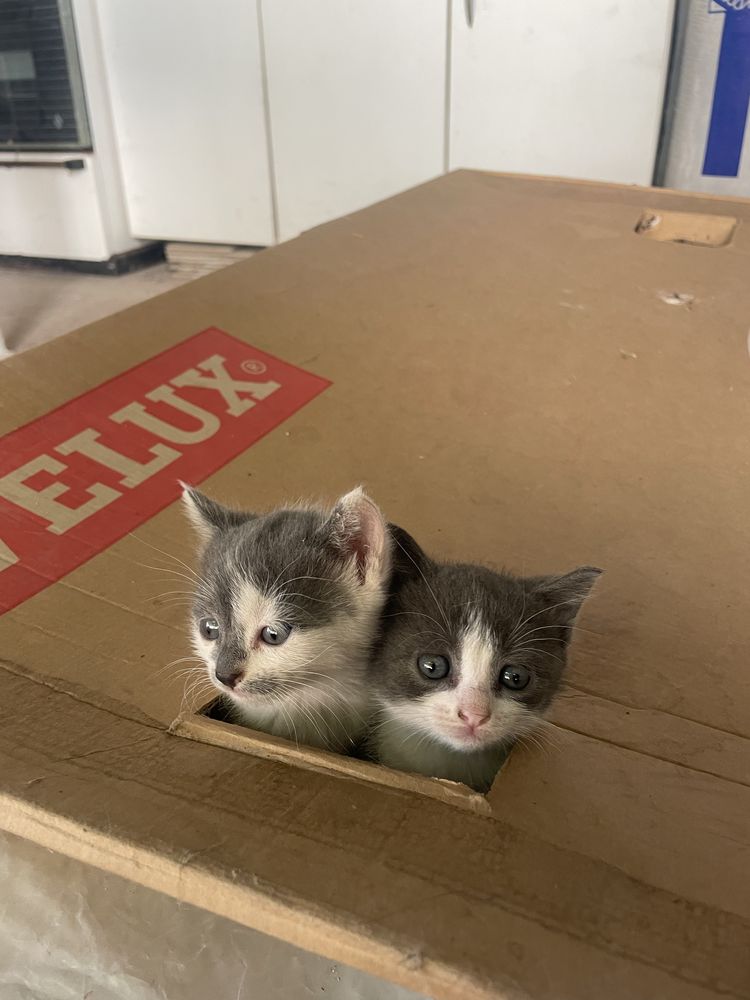 Две малки котета