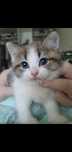 Котёнок смесь породы