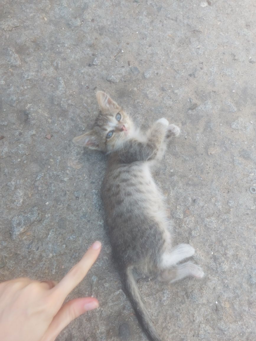 Отдам котенка, есть кошечка и котик