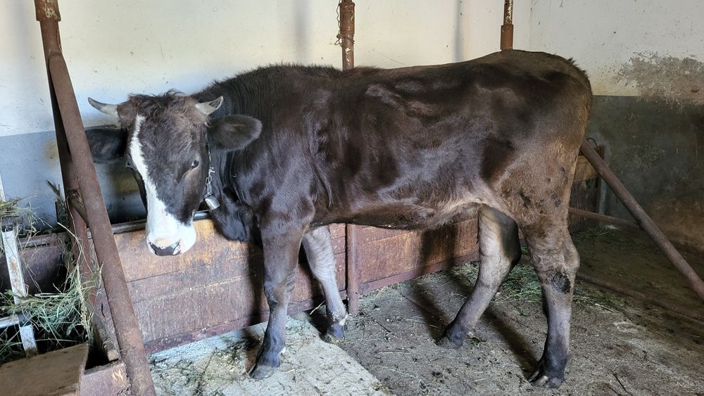 Vând jurincă de 1 an și jumătate, gestantă în 3 luni .