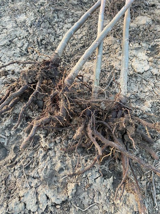 Paulownia tomentosa anul 2 - butasi lemnificati, rezistenta la ger