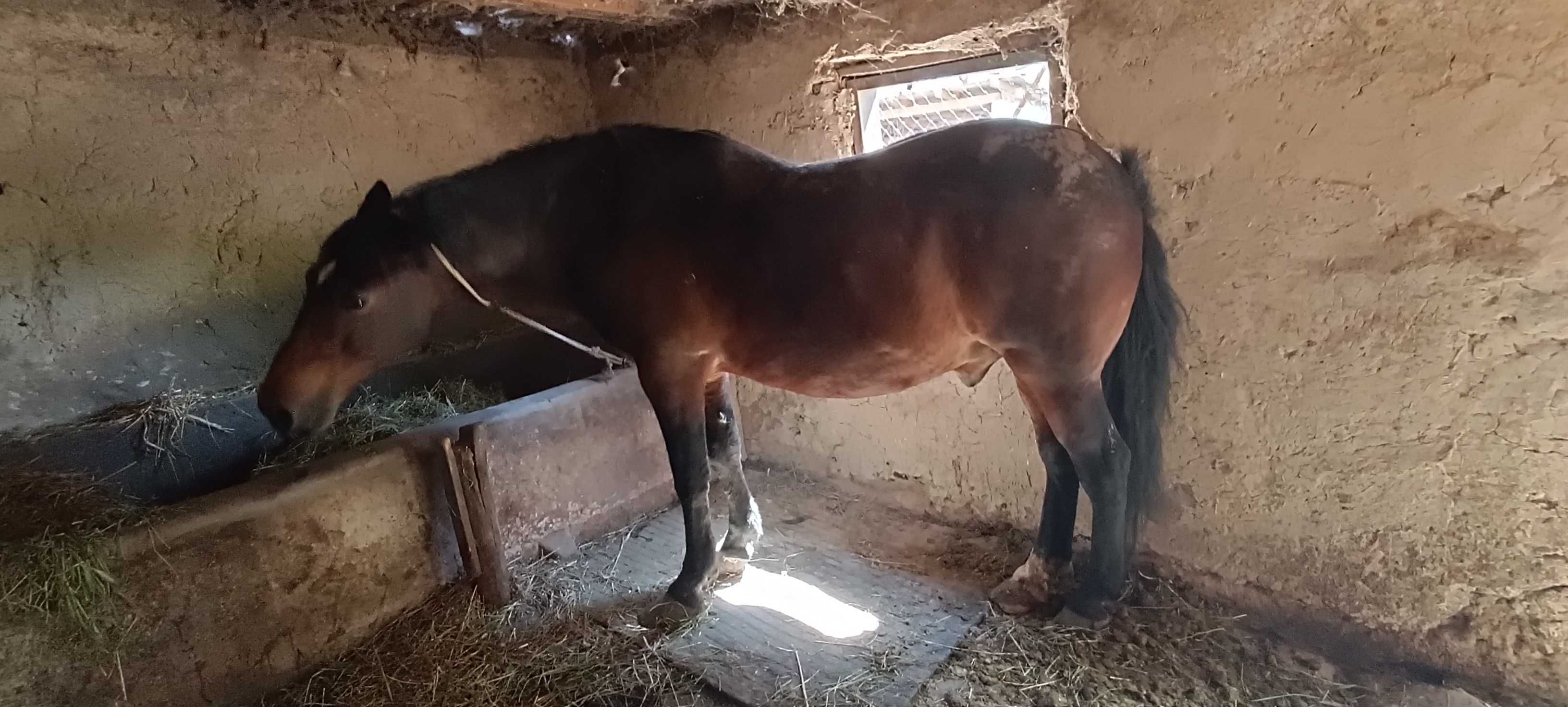 Vând urgent cal mare