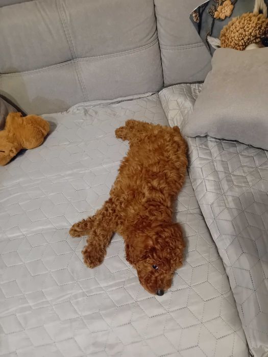 Куче Пудел той..