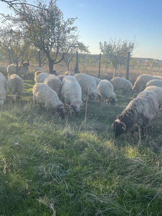 Oi turcane si carabase