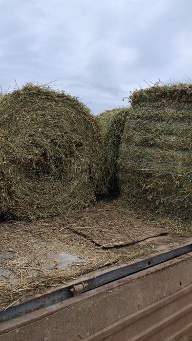 Vând baloți de lucernă
