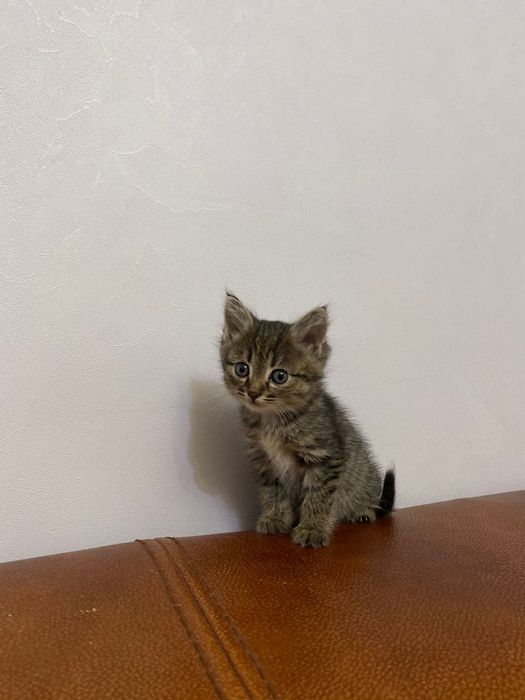 Үйдің мысықтары тегін