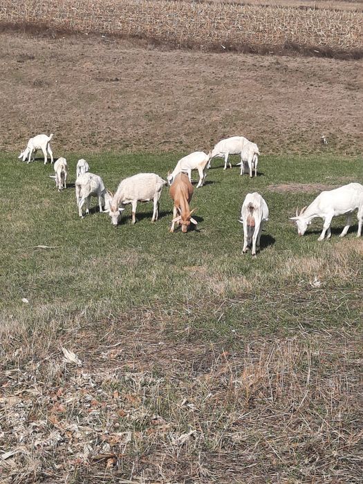 Vand Capre Sannen metis Anglonubian