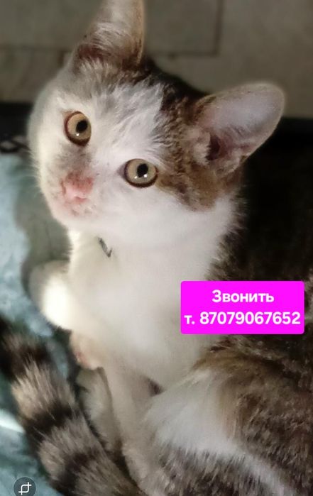 Котёнок подросток. Мальчик