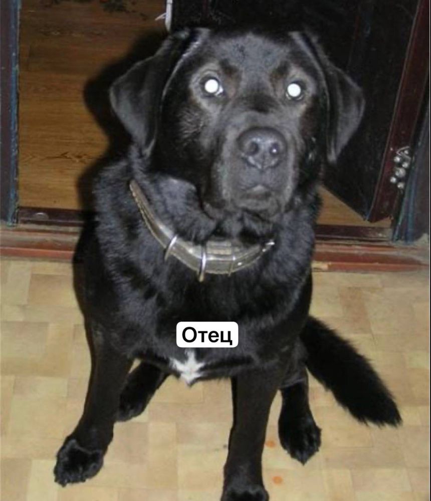 Labrador ritriver