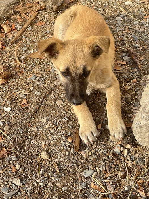 Щенок -(күшік) бесплатно