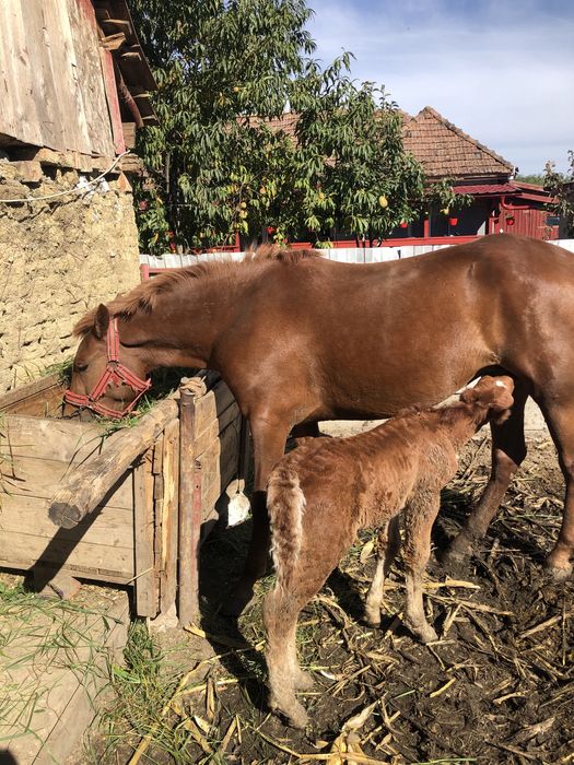 Iapa cu manz si montata de vanzare