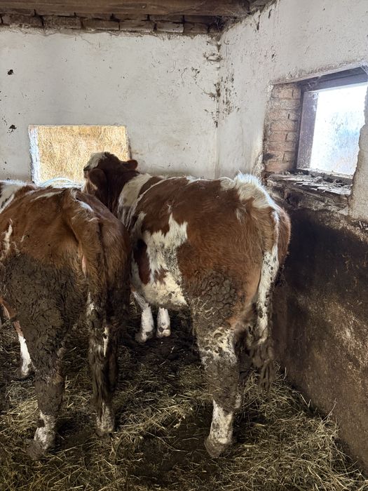 Vand vitea si taurasi   Pentru mai multe detali sunati la nr de tel .