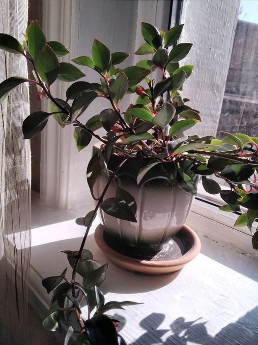 Комнатный цветок Неманантус