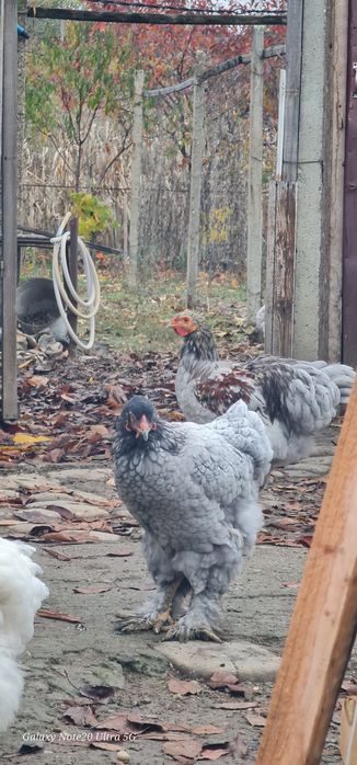 Brahma albastru,splash si alb