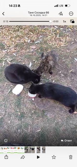 Кошки и котик живут на улице