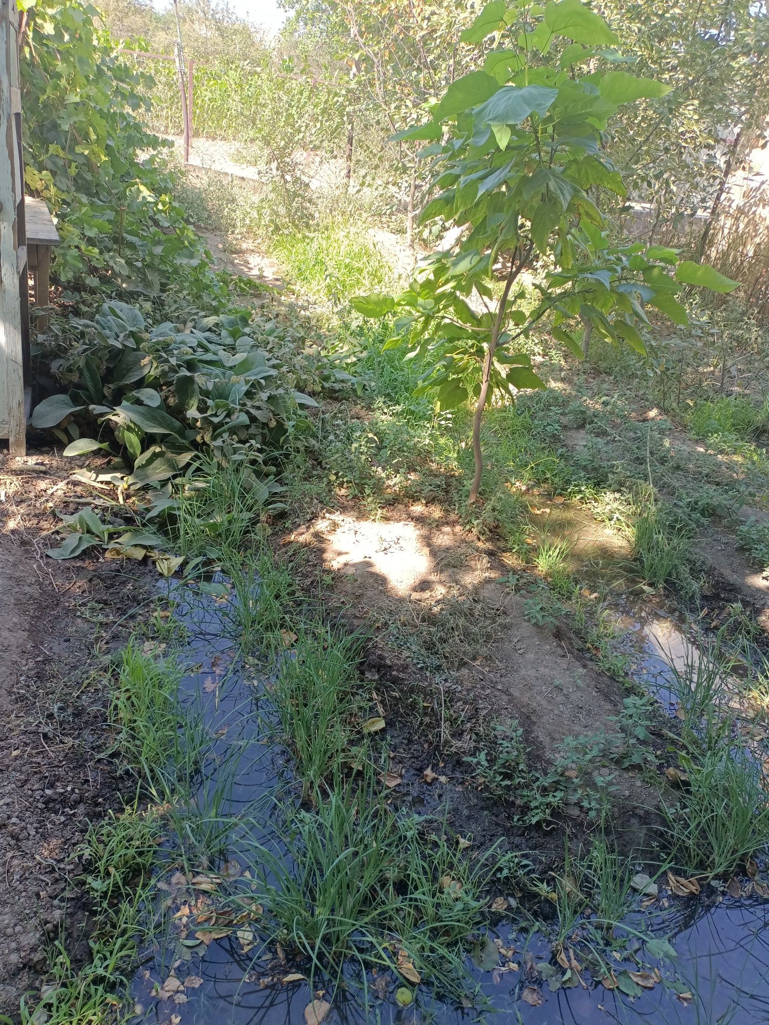 Времянка Сабалақта