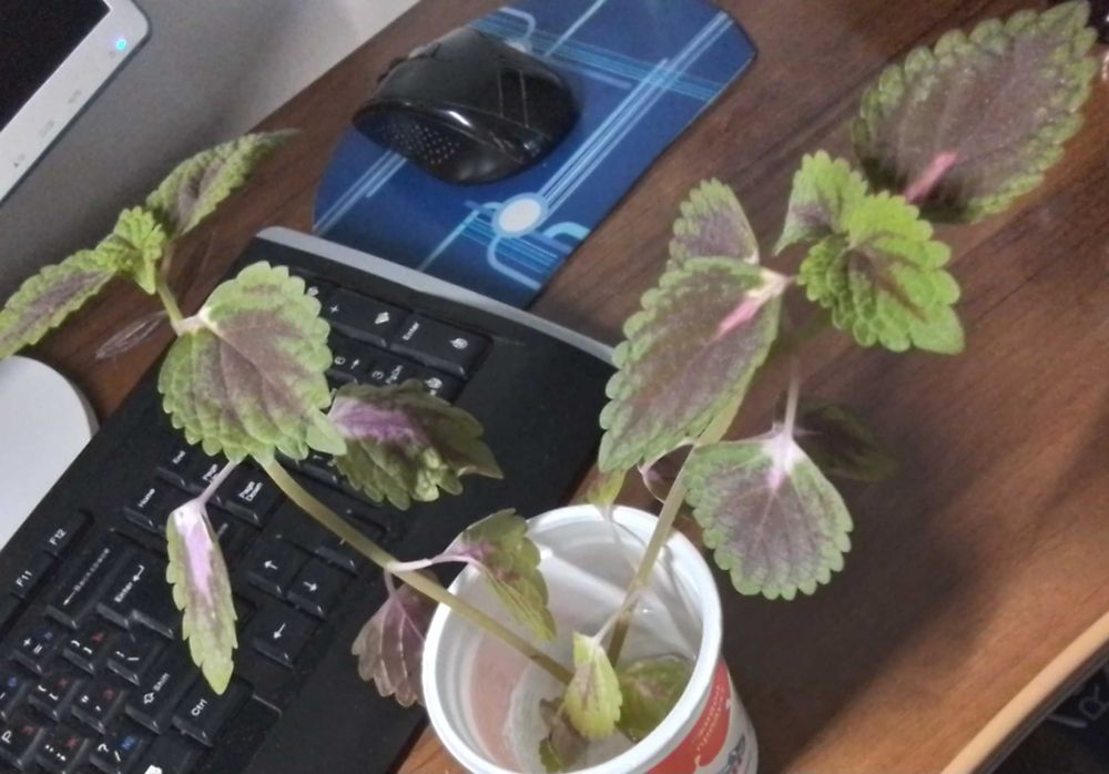 Отдам отростки колеуса, 2 веточки