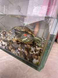 Красноухая водяная черепаха самка продаю аквариума вместе 20 000 тенге