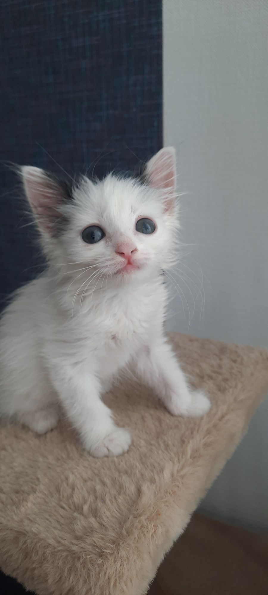 Отдам в добрые руки котенка (девочк