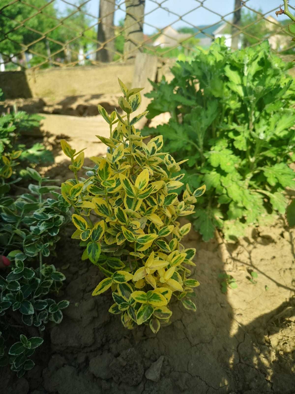 Vând plante euonymus fortunei emerald gold și euonymus gayeti