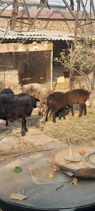 Бугоз куйлар сотилади