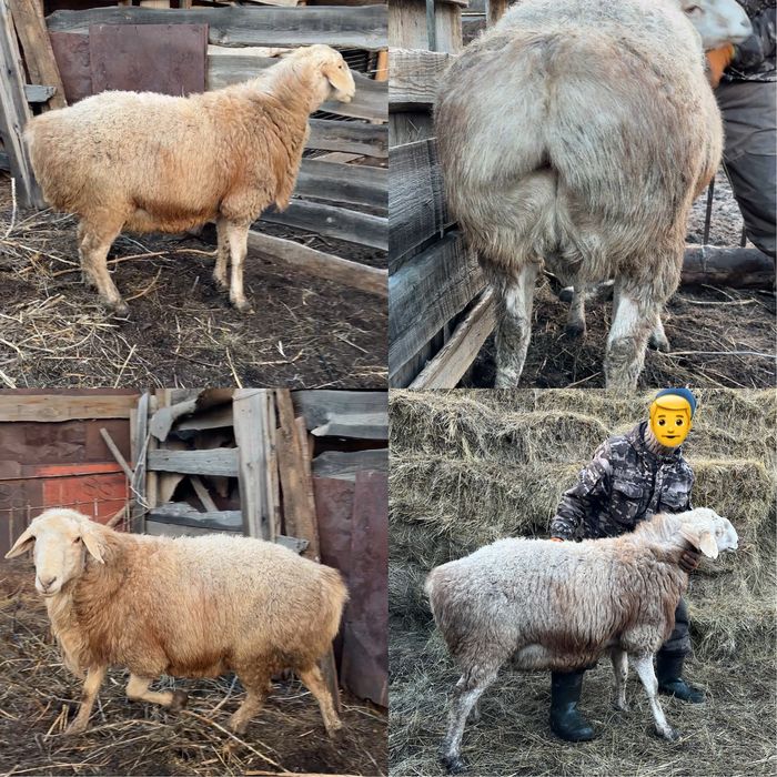 Қошқар кошкар гиссар