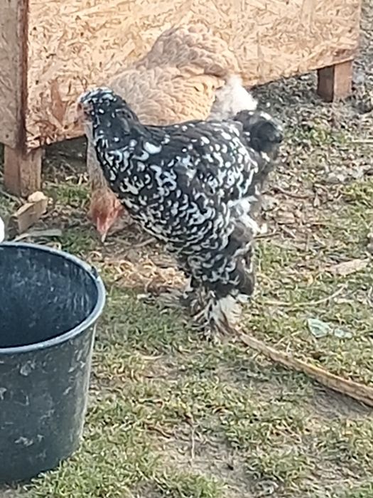 Brahma porțelan și bobat