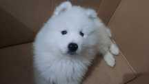 Catel samoyed cu pedegree